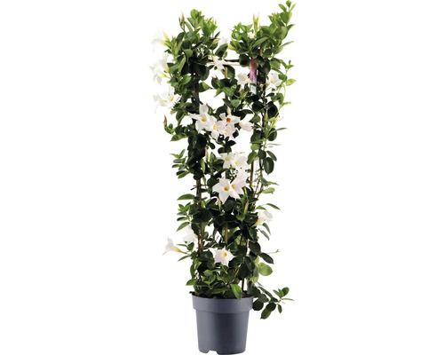 Dipladenie, Trichterblüte Spalier FloraSelf Dipladenia mandevilla Hybride Gesamthöhe ca. 100 cm Ø 21 cm Topf weiß