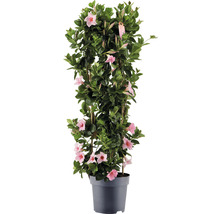 Dipladenia im Topf mit Rankhilfe