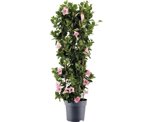 Dipladenie, Trichterblüte Säule FloraSelf Dipladenia mandevilla Hybride Gesamthöhe ca. 100 cm Ø 21 cm Topf rosa