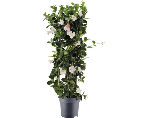 Dipladenie, Trichterblüte Säule FloraSelf Dipladenia mandevilla Hybride Gesamthöhe ca. 100 cm Ø 21 cm Topf weiß