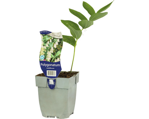 vielblütige Weißwurz, Salomonssiegel Polygonatum multiflorum H 5-20 cm Co 0,5 L Echte Salomonssiegel Pflanze im Topf