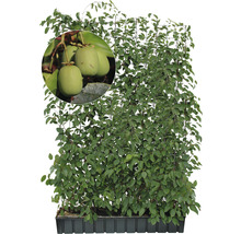 Sichtschutzhecke Kiwi Traubenkiwi Helix H180xB120 cm HORNBACH