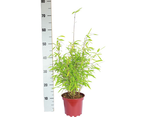 Bambuspflanze im Topf, gemessen mit einem Messstab