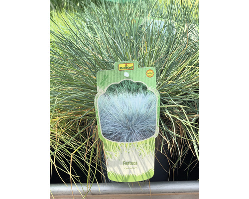 Festuca Ziergras mit FloraSelf Etikett