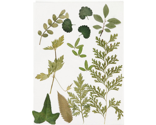 Sammlung verschiedener gepresster Blätter