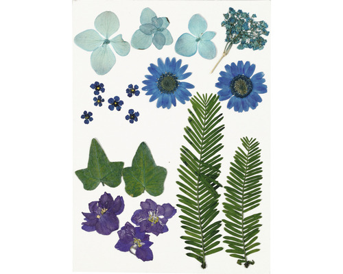 Eine Auswahl von gepressten Blüten und Blättern für Bastelarbeiten