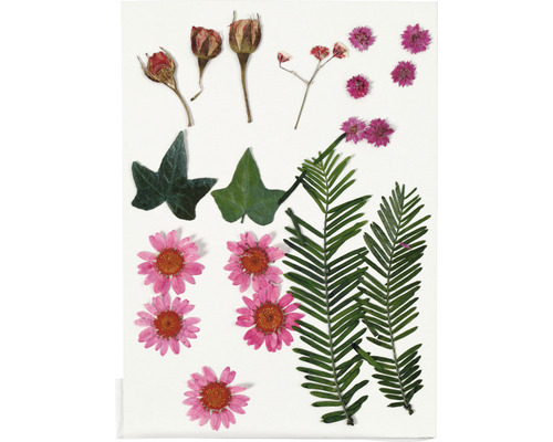 Verschiedene gepresste Blumen und Blätter