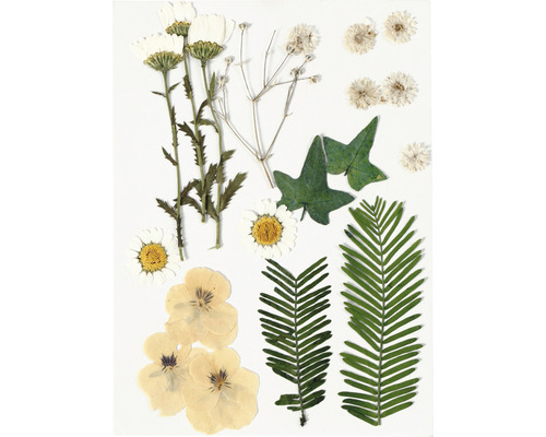 Verschiedene gepresste Blumen und Blätter