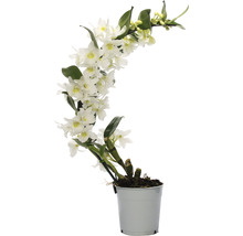 Dendrobium Nobile Orchidee in einem Topf