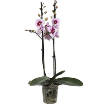 Orchidee im Topf