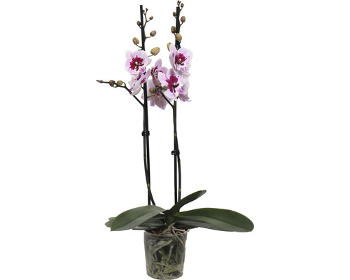 Schmetterlingsorchidee FloraSelf Phalaenopsis 'Alladin' H 50-60 cm Ø 12 cm Topf 2 Rispen