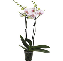 Orchidee im Topf mit weißen Blüten und pinkfarbenen Punkten