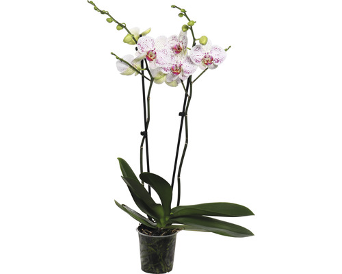 Schmetterlingsorchidee FloraSelf Phalaenopsis 'Goya' H 50-60 cm Ø 12 cm Topf 2 Rispen
