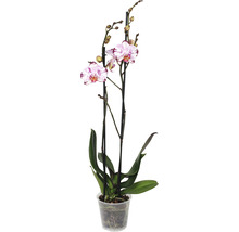 Orchidee im Topf