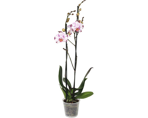 Orchidee im Topf