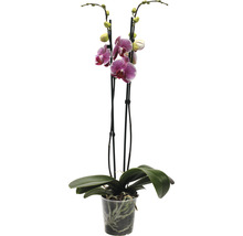 Orchidee im Topf