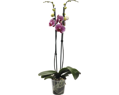 Orchidee im Topf