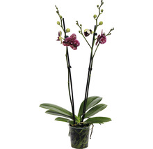 Gepunktete Orchidee im Topf