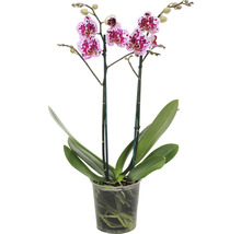 Gepunktete Orchidee im Topf