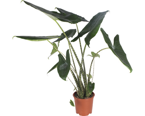 Alocasie, Tiger-Pfeilblatt FloraSelf Alocasia 'Zebrina' H 80-100 cm Ø 21 cm Topf Alocasia Zimmerpflanze in einem Topf