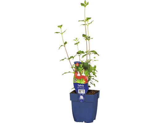 Johannisbeer-Salbei FloraSelf Salvia microphylla 'Hot Lips' H 5-20 cm Co 0,5 L Salbei Pflanze im Topf