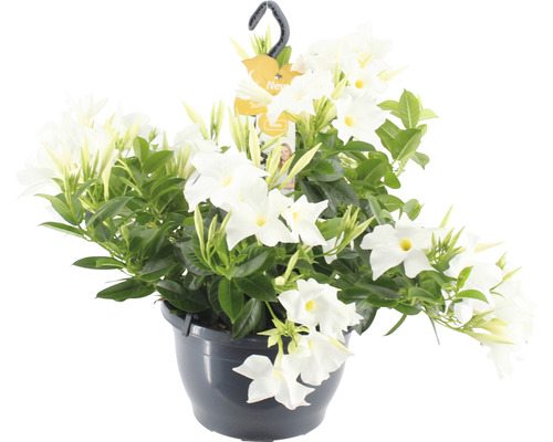 Dipladenie, Trichterblüte Ampel FloraSelf Dipladenia mandevilla 'Summerstar'® Ø 25 cm Topf weiß