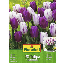 FloraSelf 20 Tulipa Blumenzwiebeln, Constanze Mix