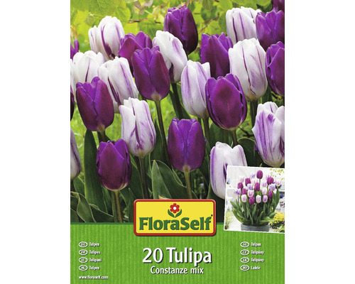 FloraSelf 20 Tulipa Blumenzwiebeln, Constanze Mix