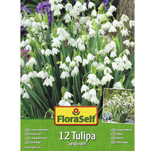 Blumenzwiebel Sommerknotenblume FloraSelf ' - ' 12 Stück