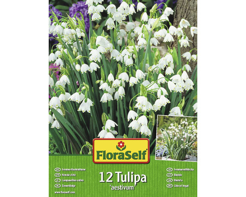Verpackung mit zwölf Tulpenblumenzwiebeln der Sorte ''aestivum'' von FloraSelf