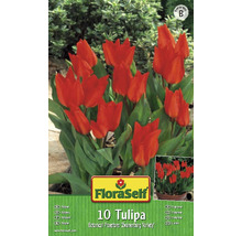 Packung mit 10 Tulpen Blumenzwiebeln der Sorte Botanical Praestans Zwanenburg Variety