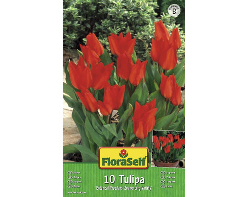 Packung mit 10 Tulpen Blumenzwiebeln der Sorte Botanical Praestans Zwanenburg Variety