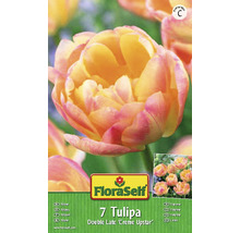 Blumenzwiebel FloraSelf Tulpe 'Cream Upstar' 7 Stk