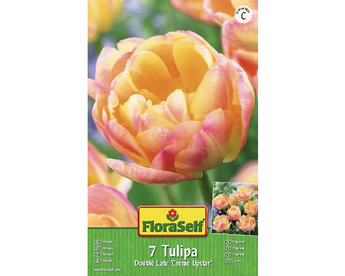 Verpackung mit sieben Tulpen der Sorte Double Late Creme Upstar