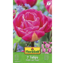 Verpackung mit sieben Tulpen der Sorte Double Late ''Vogue''