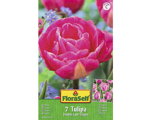 Verpackung mit sieben Tulpen der Sorte Double Late ''Vogue''