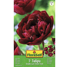 Blumenzwiebel FloraSelf® Tulpe 'Uncle Tom' 7 Stk