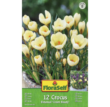 Verpackung mit 12 Krokussen der Sorte Botanical Cream Beauty