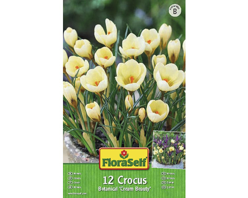 Verpackung mit 12 Krokussen der Sorte Botanical Cream Beauty