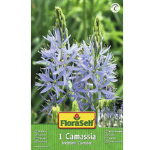 Verpackung einer Camassia leichtlinii ''Caerulea'' Blumenzwiebel