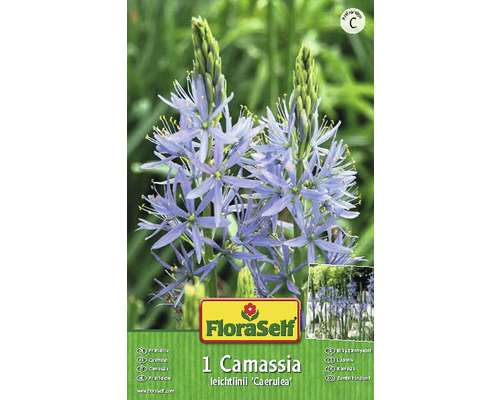 Verpackung einer Camassia leichtlinii ''Caerulea'' Blumenzwiebel