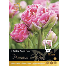 Tulpen Anne Fleur, Dreierpackung Blumenzwiebeln