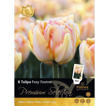 Verpackung mit acht Tulipa Foxy Foxtrot Blumenzwiebeln