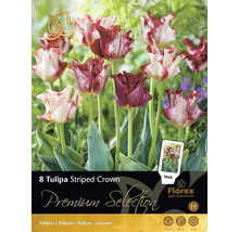 Verpackung mit 8 Tulipa Striped Crown Blumenzwiebeln