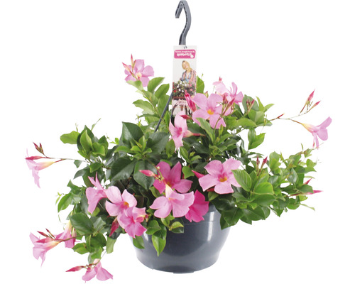 Dipladenie, Trichterblüte Ampel FloraSelf Dipladenia mandevilla 'Summerstar'® Ø 25 cm Topf rosa