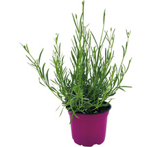 Bio Lavendel FloraSelf Bio Lavandula angustifolia Ø 12 cm Topf
