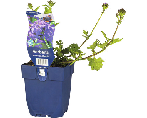 Eisenkraut FloraSelf Verbena-Cultivars 'Homestead Purple' H 5-25 cm Co 0,5 L