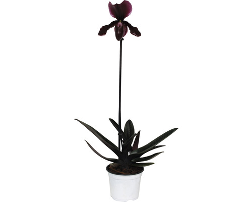 Venusschuh, Frauenschuh-Orchidee FloraSelf Paphiopedilum 'Black Jack' H 30-35 cm Ø 9 cm Topf