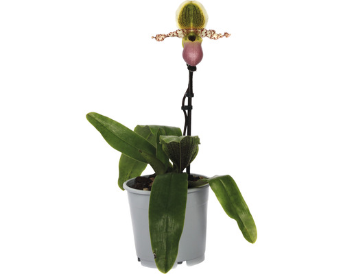 Venusschuh, Frauenschuh-Orchidee FloraSelf Paphiopedilum 'Pinocchio' H 30-35 cm Ø 12 cm Topf 1 Rispe Venusschuh, Frauenschuh-Orchidee FloraSelf Paphiopedilum 'Pinocchio' H 30-35 cm Ø 12 cm Topf 1 Rispe