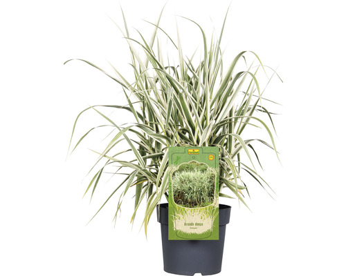 Buntblättriges Pfahlrohr FloraSelf Arundo donax 'Variegata' H 30-100 cm Co 6 L Topfpflanze Reitgras im schwarzen Topf